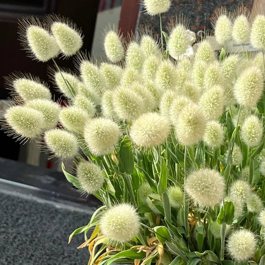 Exploring the Enchanting Lagurus Ovatus: The Delicate Beauty of the Garden Sprite