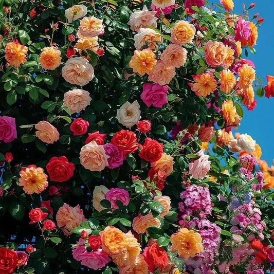 🌹Climbing Vine Rose Flower Seeds