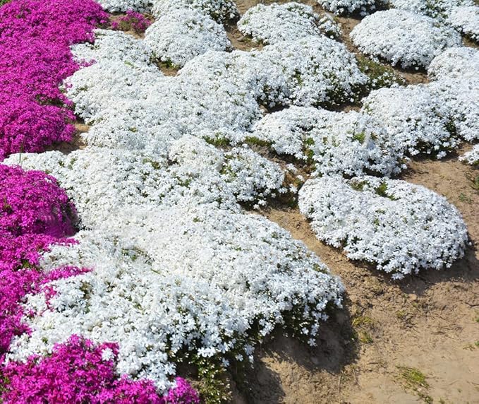 📣Optimal Ground Cover✨Creeping Thyme Seeds