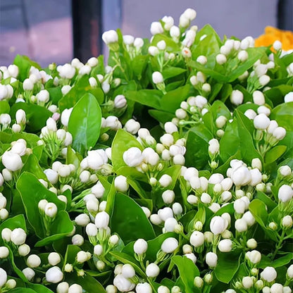 🌸Jasmine Seeds