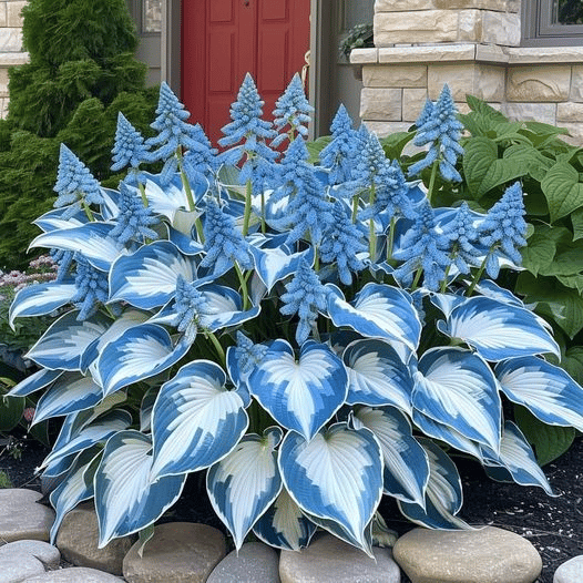 Summer Promotion 49% OFF - 🌱 - 🍃Rare Hosta Seeds🌿