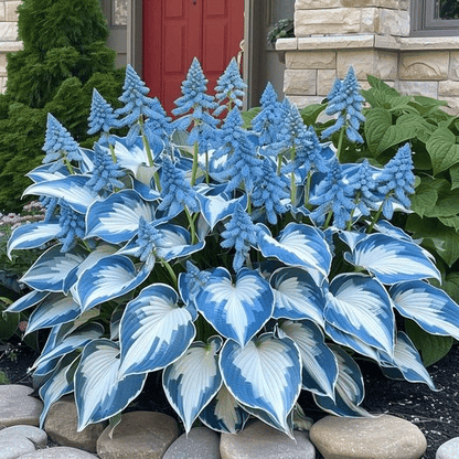 Summer Promotion 49% OFF - 🌱 - 🍃Rare Hosta Seeds🌿