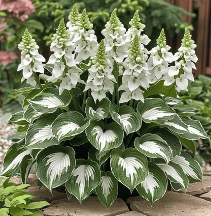Summer Promotion 49% OFF - 🌱 - 🍃Rare Hosta Seeds🌿