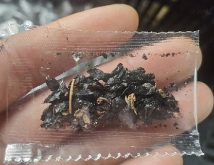 🌌Hosta-Samen, mehrjährige Schattenpflanze für den Garten