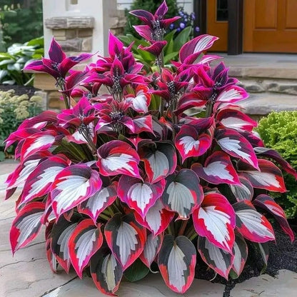 Summer Promotion 49% OFF - 🌱 - 🍃Rare Hosta Seeds🌿