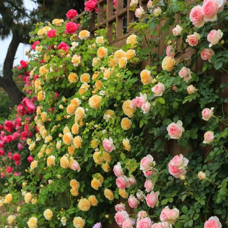 🌹Climbing Vine Rose Flower Seeds