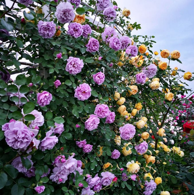 🌹Climbing Vine Rose Flower Seeds