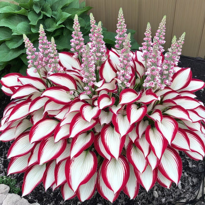 Summer Promotion 49% OFF - 🌱 - 🍃Rare Hosta Seeds🌿