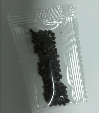 🎁2025 Special Offer🍃 Rare Coleus Flower Seeds🌿