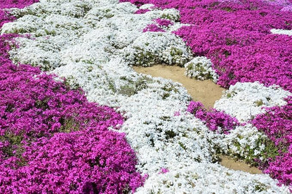 📣Optimal Ground Cover✨Creeping Thyme Seeds