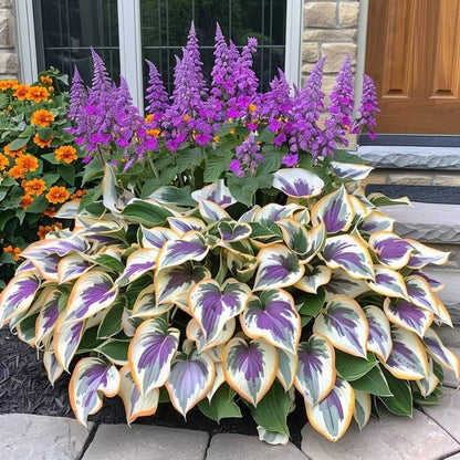 Summer Promotion 49% OFF - 🌱 - 🍃Rare Hosta Seeds🌿